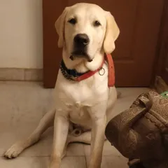 "Sit like a gentleman," they say. This is dashing Simba, a 6-month-old Labrador, looking very proper. He's a sweet and playful puppy who is learning the ropes from the older dogs.