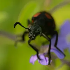 A Sexton Beetle, also known as a burying beetle, on a purple flower. My macro lens captures the unique club-shaped antennae and the texture of its exoskeleton. These beetles play a vital role as nature's undertakers.