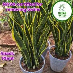 This is the Snake Plant, or Sansevieria, famous for being one of the best air-purifying plants you can own. It's also incredibly low-maintenance, perfect for beginners.