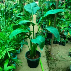 The Bird of Paradise plant, with its large, lush leaves, is a fantastic statement piece for any room. It's also an effective plant for improving indoor air humidity.