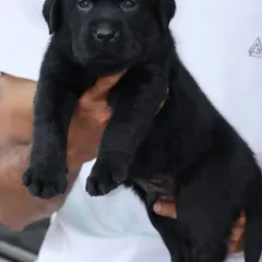 Another view of one of my black Labrador male puppies. He is healthy, strong, and has received his first set of vaccinations.
