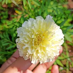 Look at this beautiful white marigold. This is the first one I have ever grown from a seed, and I could not be prouder of this lovely, delicate bloom.