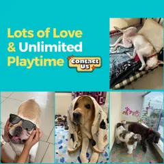 The most important things we offer are unlimited love and playtime. Contact us to book a stay for your furry friend.