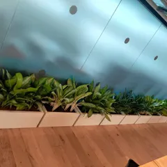 We use long, rectangular planters to create natural green dividers in open-plan offices. This row of Aglaonema plants adds lushness along a walkway.