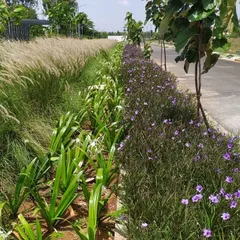 A vibrant planting scheme along a roadside in a residential layout. I use a mix of native grasses and flowering perennials, like this purple Ruellia and white Spider Lily, to create a resilient and beautiful softscape that changes with the seasons.