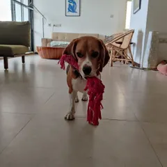 Rossi is ready for a game of tug! Interactive play is a wonderful way to burn off energy and strengthen the bond between a dog and their sitter.