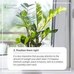 Tip 2: Position them right. Pay attention to the amount of sunlight your plant needs. If it requires minimum sunlight, place it indoors next to a window for a partially warm spot.