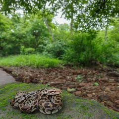 A newborn Indian Rock Python, photographed on my phone to capture its full forest habitat. These babies hatch from June to July, and it's a reminder of the new life that springs forth in the wild.