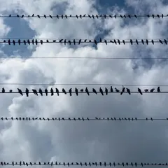 Silhouetted against a cloudy sky, rows of pigeons sit on electrical wires like notes on a musical staff. This is a simple, graphic composition I found looking up on a Mumbai street.