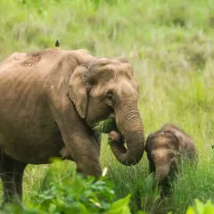 A mother elephant and her calf grazing peacefully in the grasslands of Nagarahole. Our safaris offer incredible opportunities for wildlife photography.