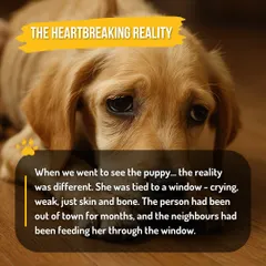 The heartbreaking reality. The puppy, Chinni, was found tied to a window, weak and malnourished. Her owner had been gone for months.