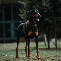 A majestic Doberman, alert and happy. I work with breeds like Dobermans to provide the physical exercise and mental stimulation they need to thrive.
