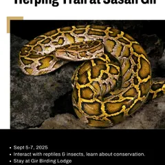 An Indian Python, a large and powerful constrictor, coiled on a rock. Our monsoon trails in Gir offer the chance to see these magnificent snakes, which are often more active during this season.