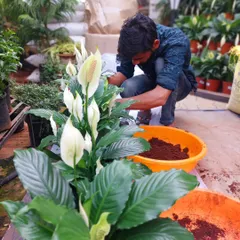 We don't just sell plants; we help bring your vision to life. Here, we are carefully potting beautiful Peace Lilies for a large balcony space, ensuring they look perfect from day one.
