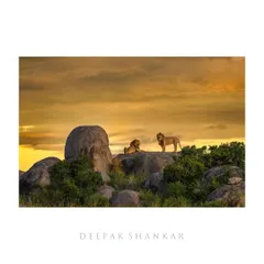 This is the iconic 'Lion King' scene from the Serengeti, a shot that every wildlife photographer dreams of. Seeing these two male lions against a fiery sunrise sky is a moment that truly feels like it’s straight out of a film.