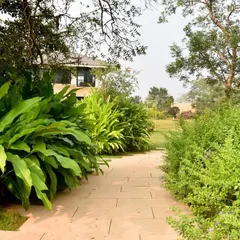 A simple stone walkway cuts through a garden filled with diverse textures. On one side, broad-leafed plants create a bold statement, while on the other, delicate flowering shrubs add softness and color.