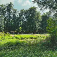 A view of our lush, green farm, where we grow our produce using chemical-free practices. We believe that great food starts with great ingredients, grown with care.