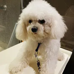 This fluffy white Poodle is looking picture-perfect after its grooming session. We specialize in breed-specific cuts to keep your pet looking their absolute best.