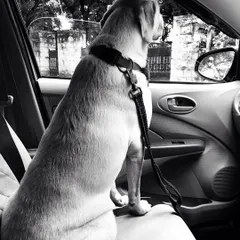 A quiet moment on the road. This dog is calm and settled in the back seat, watching the world go by.