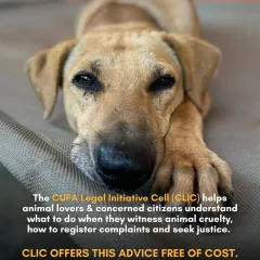 If you witness animal cruelty and don't know what to do, I am here to help. My Legal Initiative Cell (CLIC) offers free advice to guide you on how to register complaints and seek justice for animals in need.