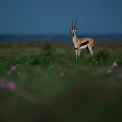 A Grant's gazelle stands in a field of pink flowers in Kenya, a beautiful meeting of flora and fauna.