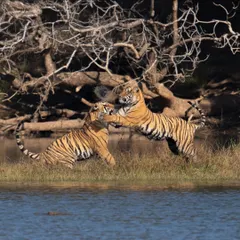 A brotherly brawl between two of Riddhi's cubs on the banks of the lake. These playful fights are training for the serious territorial battles they will face as they mature.