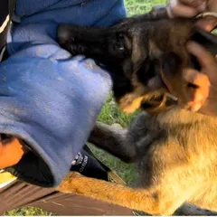 Another puppy from the same litter demonstrating a natural, powerful bite. When you get a dog from me, you are getting a puppy with a genetic blueprint for success in protection work.