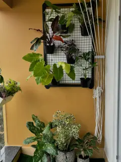 Black pots of big tropical leaves hooked onto a black metal grid on a yellow balcony wall, with three patterned pots of dieffenbachia and croton on the floor below