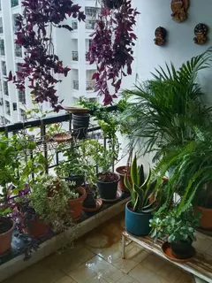 A balcony crowded with potted plants on wet beige floor tiles: hanging purple plants, an areca palm, a fern and a snake plant in a teal pot, on a white rack and along a black railing with a net across the open side