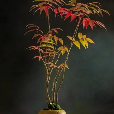 A beautifully styled bonsai plant with colorful autumn leaves. This is a perfect example of how a single plant can serve as a stunning piece of living decor for your home.
