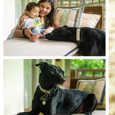 A collage showing the sweet relationship between a little boy, Vyom, and his best friend Rio, an indie dog, sharing gentle moments at home.