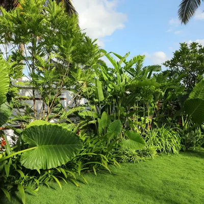 A view of a tropical landscape I designed for a large residence, featuring a perfect green lawn bordered by dense plantings of Alocasia, palms, and other broadleaf plants to create a private, resort-like atmosphere.