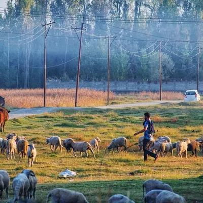 An early morning in the Kashmir valley. A shepherd guides his flock through the misty fields, a simple, timeless scene that captures the serene beauty of rural landscape photography.
