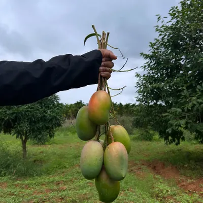 A handful of our naturally ripened and chemical-free mangoes, fresh from the tree. The mango season is precious, and we make sure our fruit is grown the way nature intended.