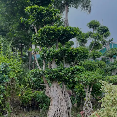 Yeh Ficus ka multi-trunk bonsai hai. Iski hawa mein latakti jadein (aerial roots) aur sculpted shape isko ek masterpiece banati hain. Yeh saalon ki mehnat ka nateeja hai.