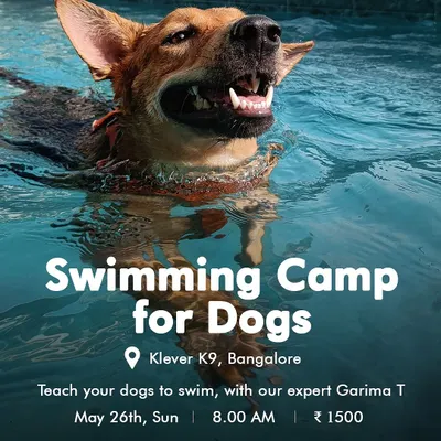 Our Swimming Camp for Dogs is one of our most popular events. This happy pup is having a great time in the pool under the watchful eye of our expert trainer, Garima.
