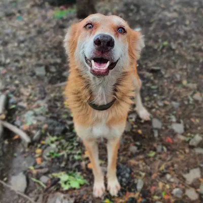 This happy face is a big thank you to everyone who helps me with my street feeding. This is the direct impact of your orders. A full belly and a happy heart for a street dog.