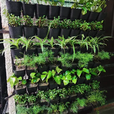 A close-up of a newly installed vertical garden, featuring a mix of air-purifying plants like spider plants and money plants, perfect for an indoor or shaded outdoor wall.