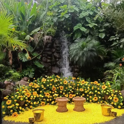 A stunning Haldi setup featuring a backdrop of lush greenery and a vibrant bed of sunflowers and marigolds, creating a sun-kissed glow.