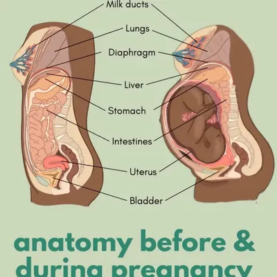 Understanding the incredible changes your body undergoes is the first step to a comfortable pregnancy. This anatomical illustration shows how your organs shift to accommodate your growing baby, which is why specialized prenatal care is so important.