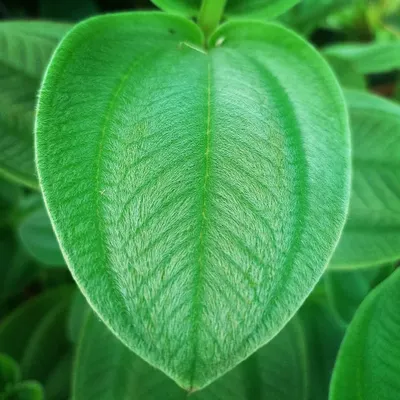A perfect, heart-shaped leaf of the Tibouchina grandifolia. The entire leaf is covered in soft, silvery hairs, giving it a velvety texture that you just want to touch.