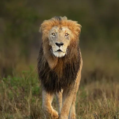 The king of the savanna. A male lion in his prime, photographed on one of my African safari expeditions. His direct gaze and powerful build are truly awe inspiring.