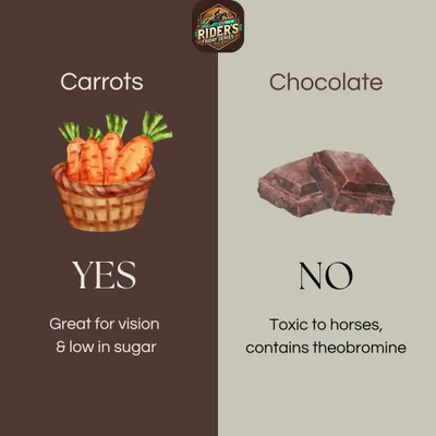 What's safe for your horse to eat? This graphic from our educational series shows that carrots are a great, low-sugar treat, while chocolate is toxic. We teach our riders about proper horse nutrition for optimal health.