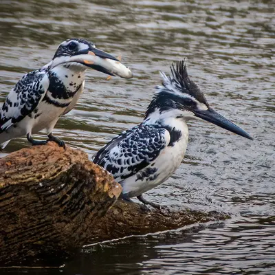 A classic courtship ritual of the Pied Kingfisher, where the male presents a fish to the female. If she accepts the offering, they will mate. It's a beautiful behaviour to witness and photograph.