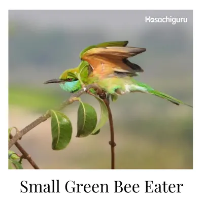 A stunning close-up of a Small Green Bee-Eater, a colorful bird found on our farms.