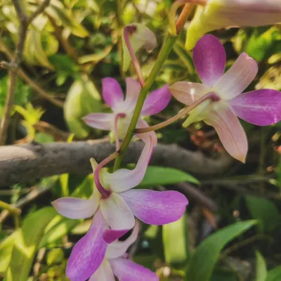 This orchid was a gift that arrived from Kerala. It took a year and a half of patience, care, and love before it finally decided to bloom, and the wait was absolutely worth it.