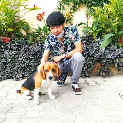 One of our walkers spending quality time with Rossi the Beagle. We provide consistent daily dog walking services around Richmond Road and other areas, focusing on your pet's routine and exercise needs.