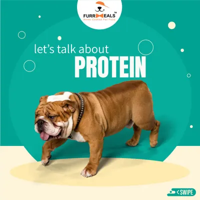 Let's talk about protein. This graphic introduces a series explaining why high-quality protein is the powerhouse of your dog's diet, fueling everything from their muscles to their immune system.