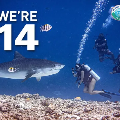 We were thrilled to celebrate our 14th anniversary! This image, with a tiger shark and our divers, represents our enduring awe of the seas and our commitment to sharing it with you.