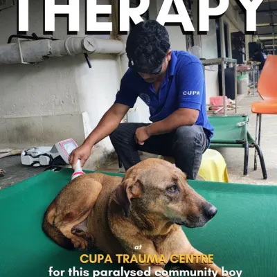 We offer specialized therapy for paralyzed animals. This community dog is receiving laser therapy to help reduce inflammation and stimulate nerve function in his hind legs.